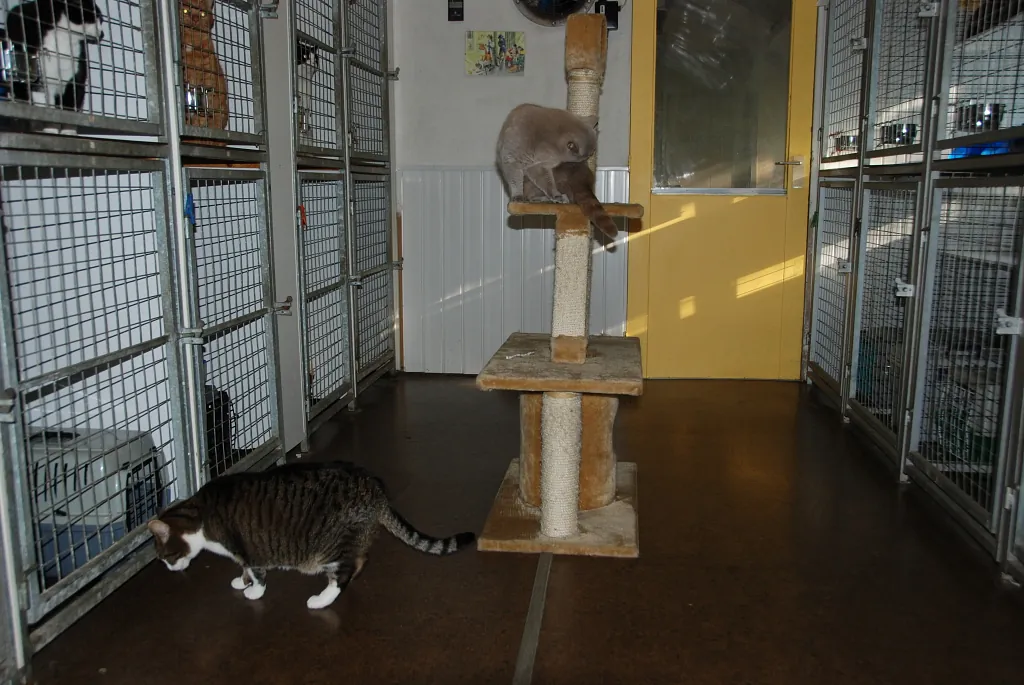 katten Elshout