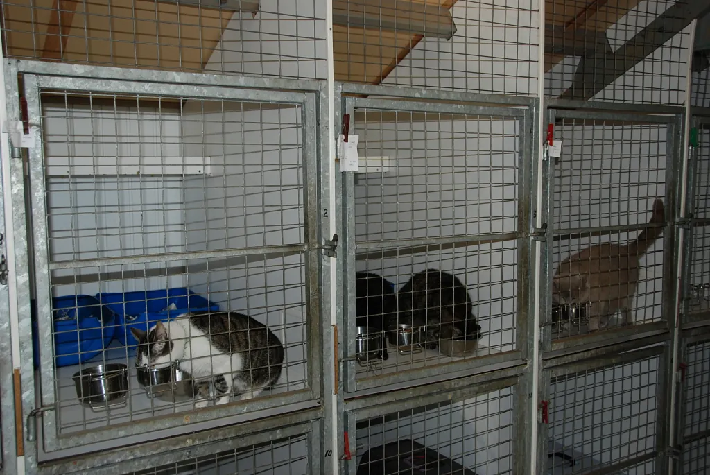 kattenverblijf Elshout
